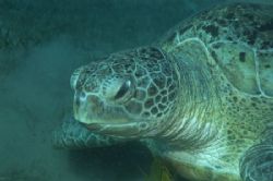 This was a very friendly turtle we met last November in M... by Barny Shergold 